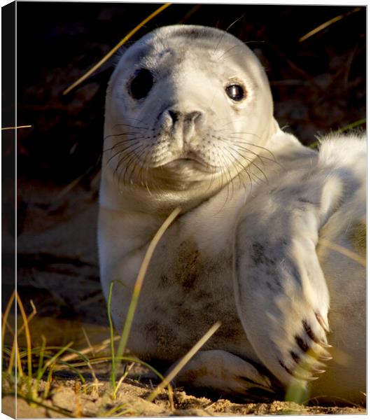 Seals At Winterton On Sea, Norfolk Coast Canvas Print by Darren Burroughs