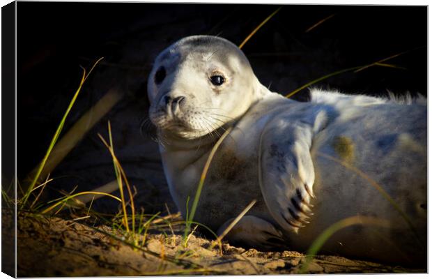 Seal Pup At Winterton On Sea Norfolk Canvas Print by Darren Burroughs