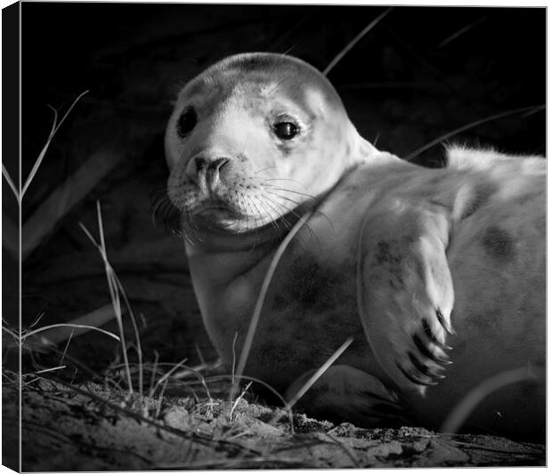 Seal Pup At Winterton On Sea Norfolk Canvas Print by Darren Burroughs