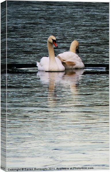 Swans Canvas Print by Darren Burroughs