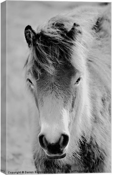 Wild Foal Canvas Print by Darren Burroughs