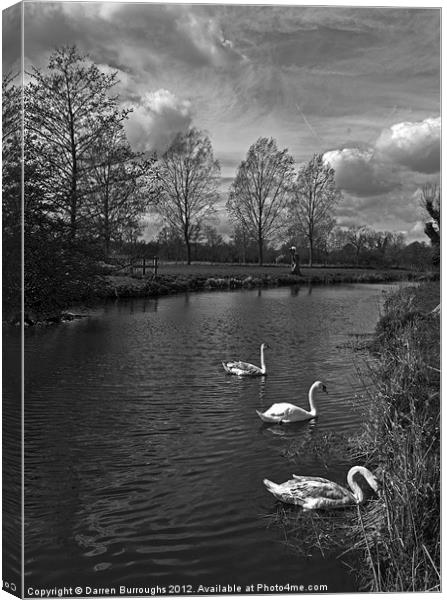 Swans On The Stour Canvas Print by Darren Burroughs