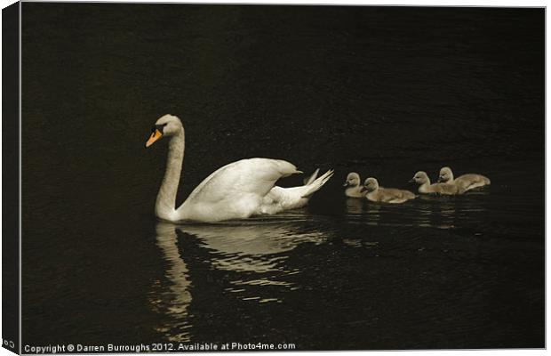 Swan And Cygnets Canvas Print by Darren Burroughs
