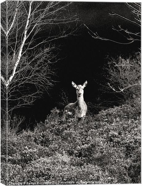 Deer In Black and White Canvas Print by Darren Burroughs