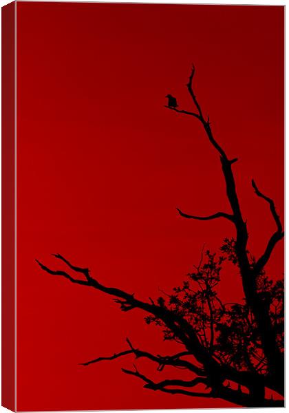 Bird Red Canvas Print by Darren Burroughs