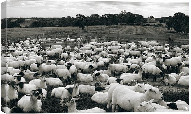 Derbyshire Sheep Canvas Print by Darren Burroughs