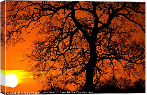 Sunrise Tree Silhouette Canvas Print by Darren Burroughs