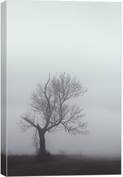 Winter Mist Canvas Print by Darren Burroughs