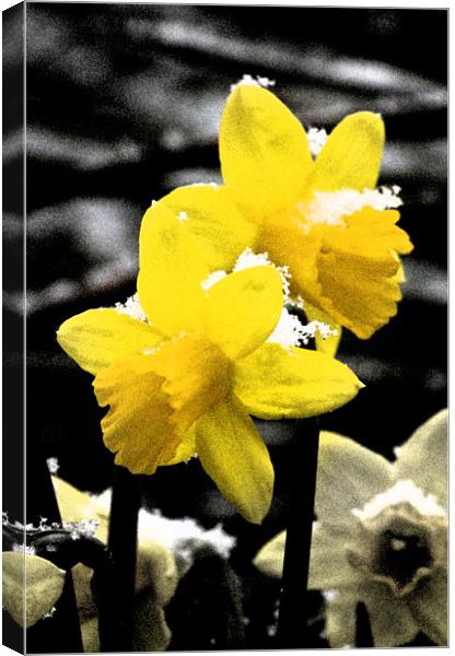 Daffodils in Snow Canvas Print by Darren Burroughs