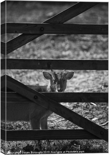 Muntjac  And Bars Canvas Print by Darren Burroughs