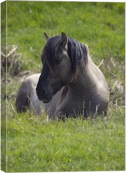 Konic Horse Canvas Print by Darren Burroughs