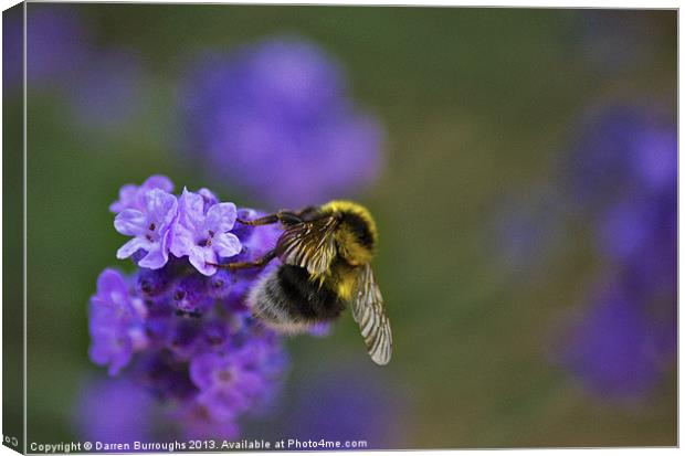 Bee On Lavender Canvas Print by Darren Burroughs