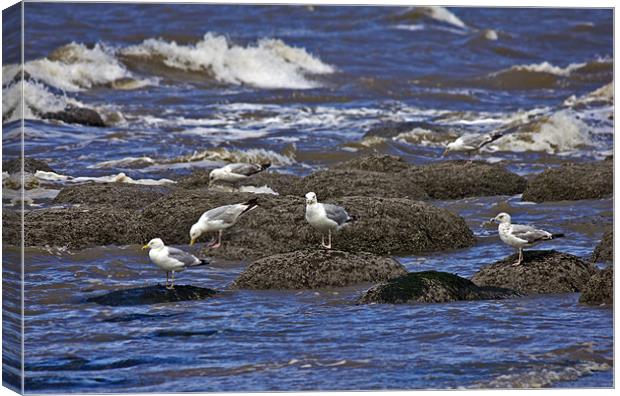 Hunstanton Gulls Canvas Print by Darren Burroughs