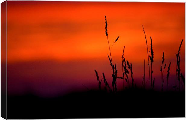 Silhouette Grasses At Sunset Canvas Print by Darren Burroughs