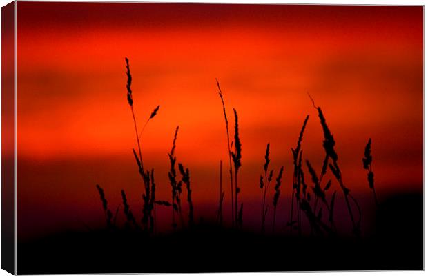 Silhouette Grasses At Sunset #2 Canvas Print by Darren Burroughs