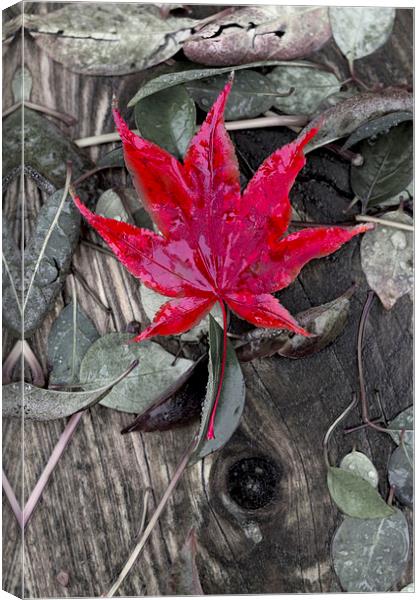Autumn Acer Canvas Print by Darren Burroughs