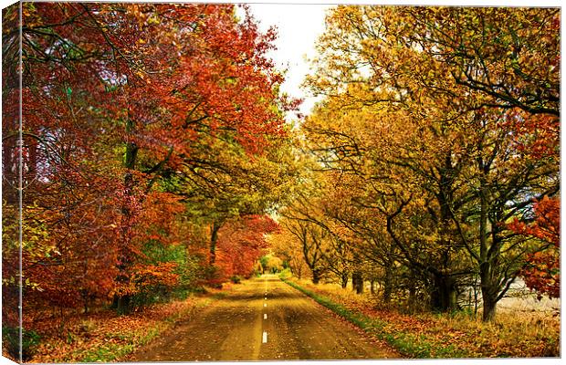 The Road To The Fall Canvas Print by Darren Burroughs