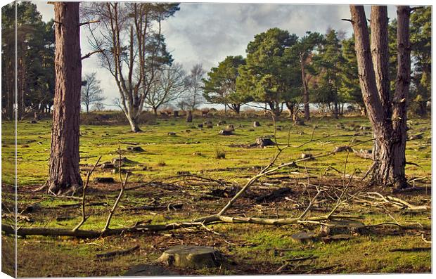 Deer On Dunwich Heath Suffolk. Canvas Print by Darren Burroughs