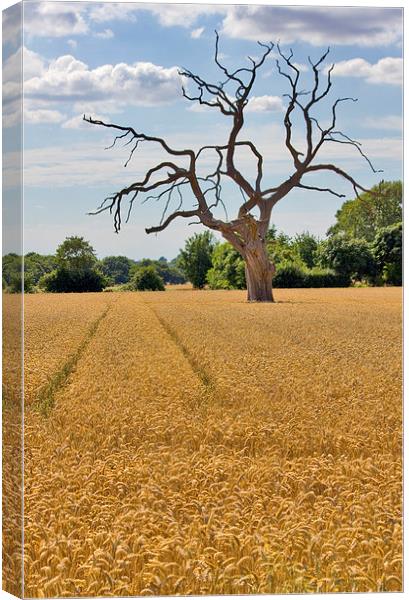  Once Mighty Tree Canvas Print by Darren Burroughs