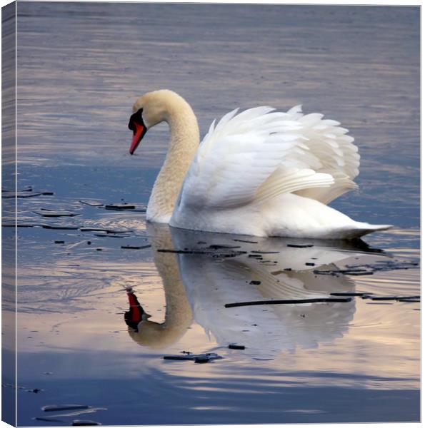 Swan On Frozen water Canvas Print by Darren Burroughs