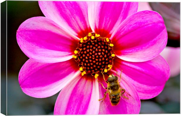 Bees On Dahlia Canvas Print by Darren Burroughs