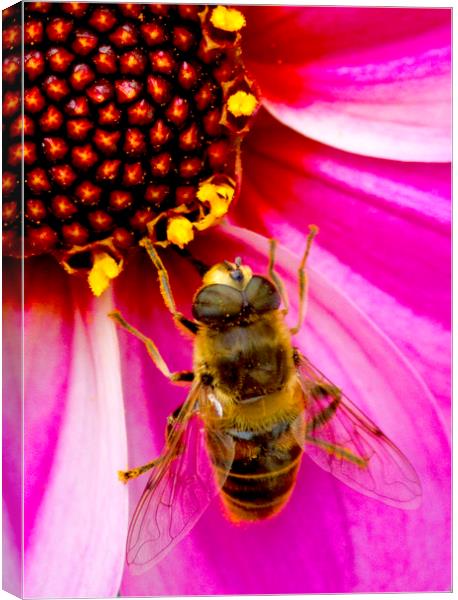 Bee On Dahlia Canvas Print by Darren Burroughs