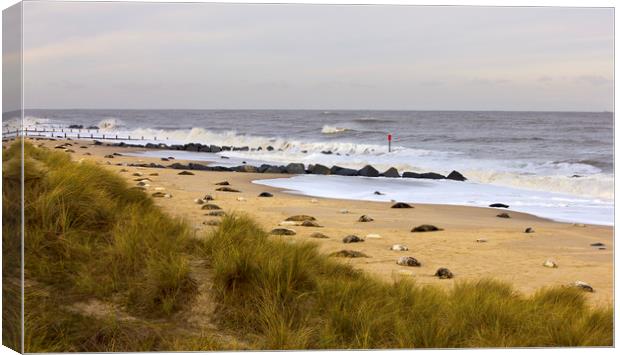 Seals with Pups on Winterton Beach Canvas Print by Darren Burroughs