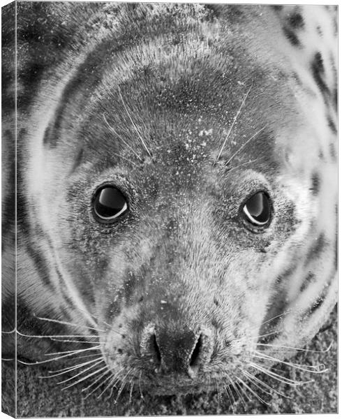 Grey Seal In Black And White Canvas Print by Darren Burroughs