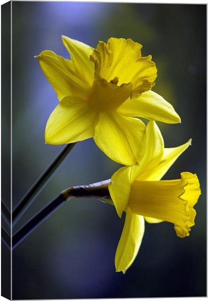 Daffodils Canvas Print by Darren Burroughs