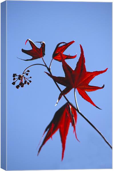 Acer Leaves Canvas Print by Darren Burroughs