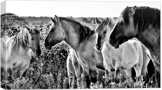 Konik Horses at Minsmere Suffolk Canvas Print by Darren Burroughs