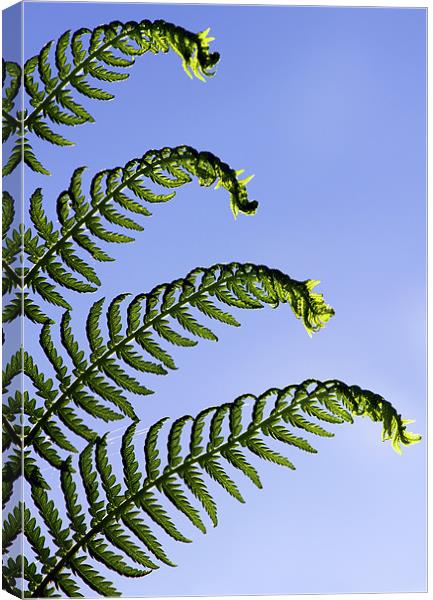 Dicksonia Antarctica, Tree Fern. Canvas Print by Darren Burroughs