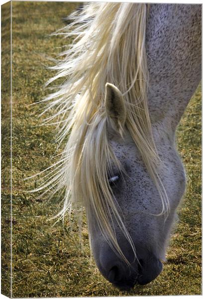 Redwings. Grazing On A Sunny Afternoon Canvas Print by Darren Burroughs