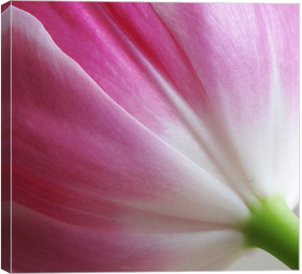 Pink tulip folds Canvas Print by Emma Kenmore