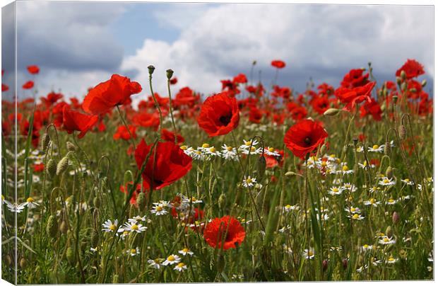 Poppies Canvas Print by Emma Kenmore