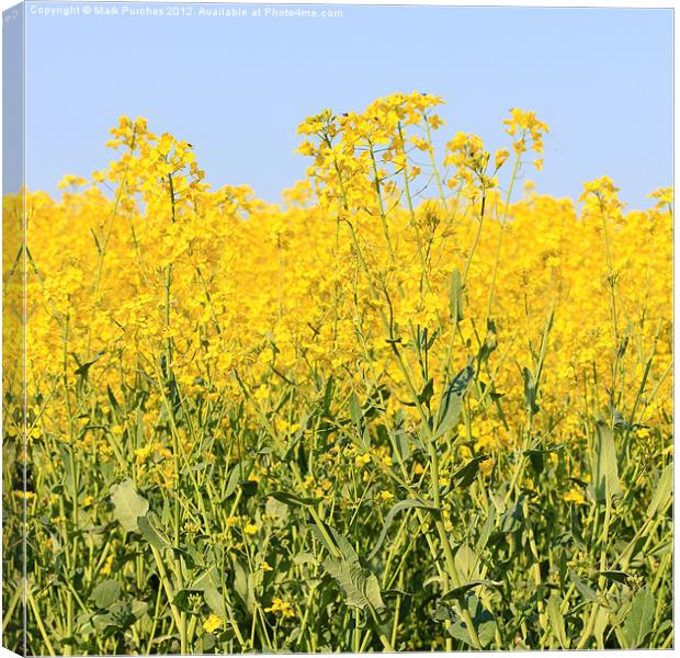 Cotswolds Spring Yellow Rapeseed Field Canvas Print by Mark Purches