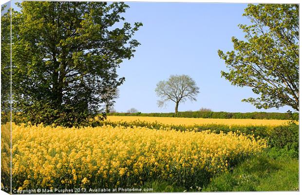 Canola Rape Seed Oil Fields and Spring Foliage Canvas Print by Mark Purches