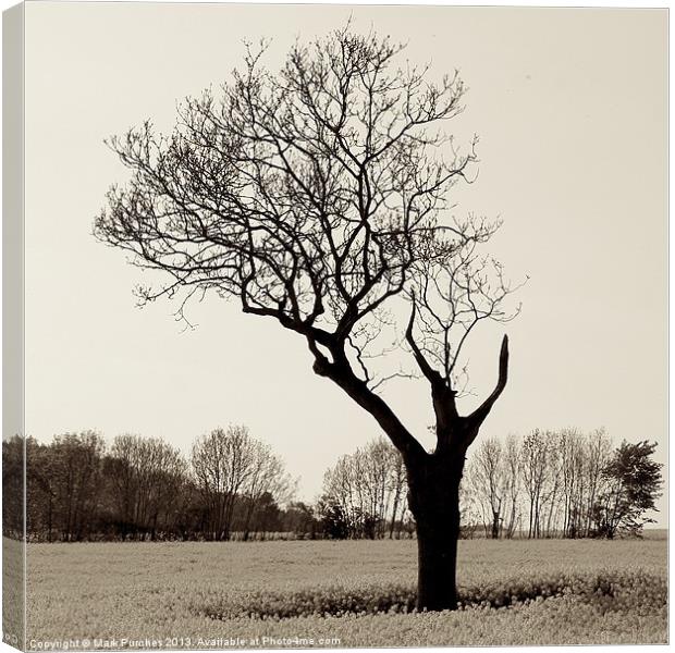 Naked and Vulnerable Leafless Tree Canvas Print by Mark Purches