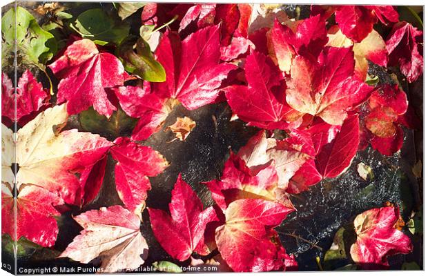 Vivid Red Autumn Leaves Scattered on Ice Canvas Print by Mark Purches
