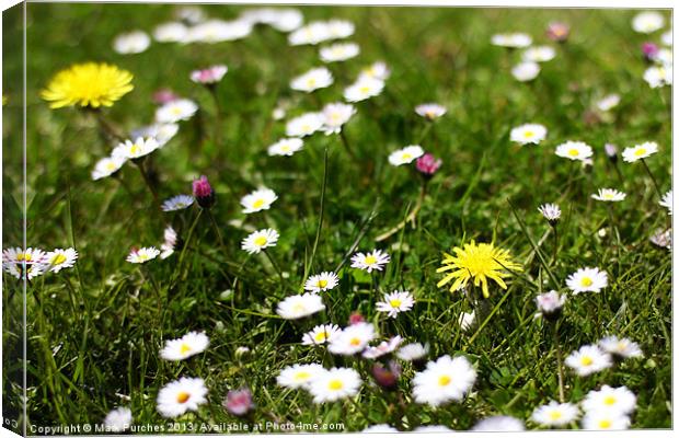 Wild Spring Flowers in Meadow Canvas Print by Mark Purches