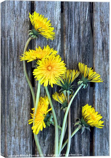 Dandelion Wild Flowers on Old Wood Canvas Print by Mark Purches