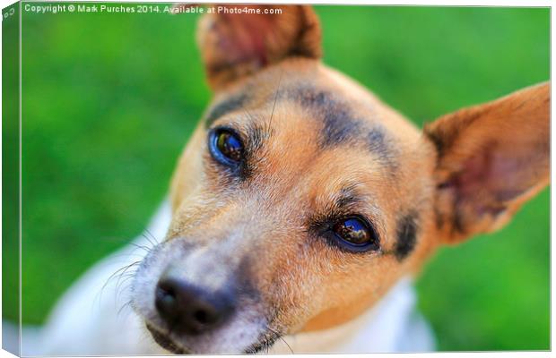 Pretty Jack Russell Dog Canvas Print by Mark Purches