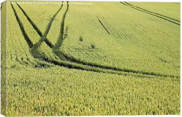Green Field of Wheat Crop Texture Canvas Print by Mark Purches