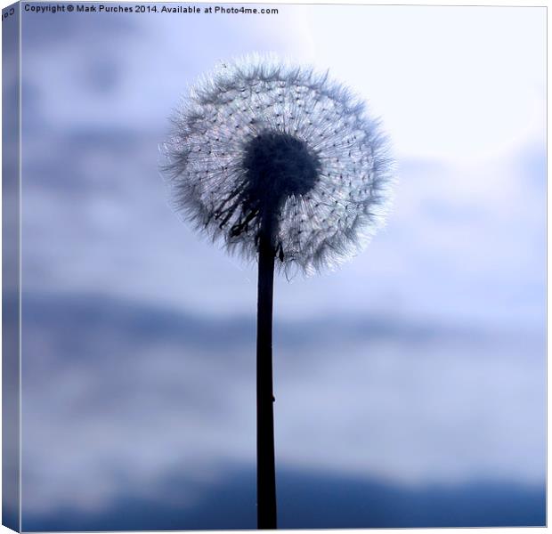 Autumn Dandelion Seed Head Canvas Print by Mark Purches