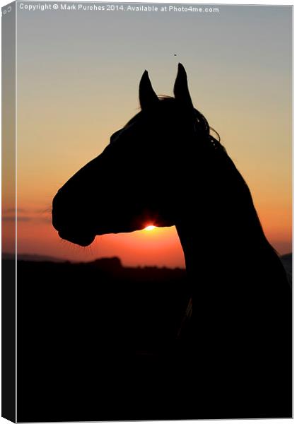 Silhouette of a Beautiful Horse at Sunset Canvas Print by Mark Purches