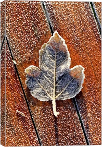Frosty Leaf on Wooden Table Canvas Print by Mark Purches