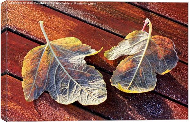 Two Frosty Leaves on Red Wooden Table in Sun Canvas Print by Mark Purches