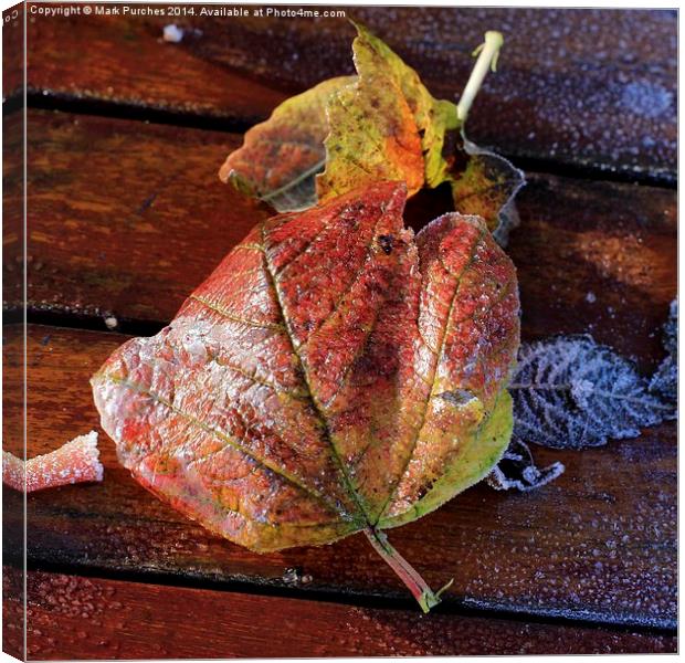 Frosty Wet Autumn Leaves Square on Wooden Table Canvas Print by Mark Purches
