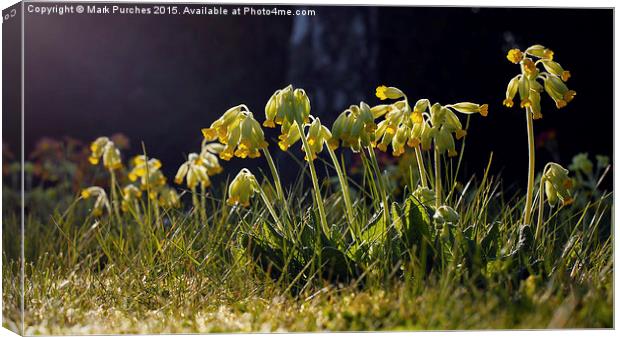 Cowslip Flowers in Spring Canvas Print by Mark Purches