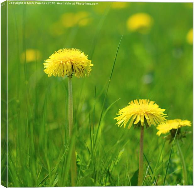 Natural Dandelions in Spring Canvas Print by Mark Purches